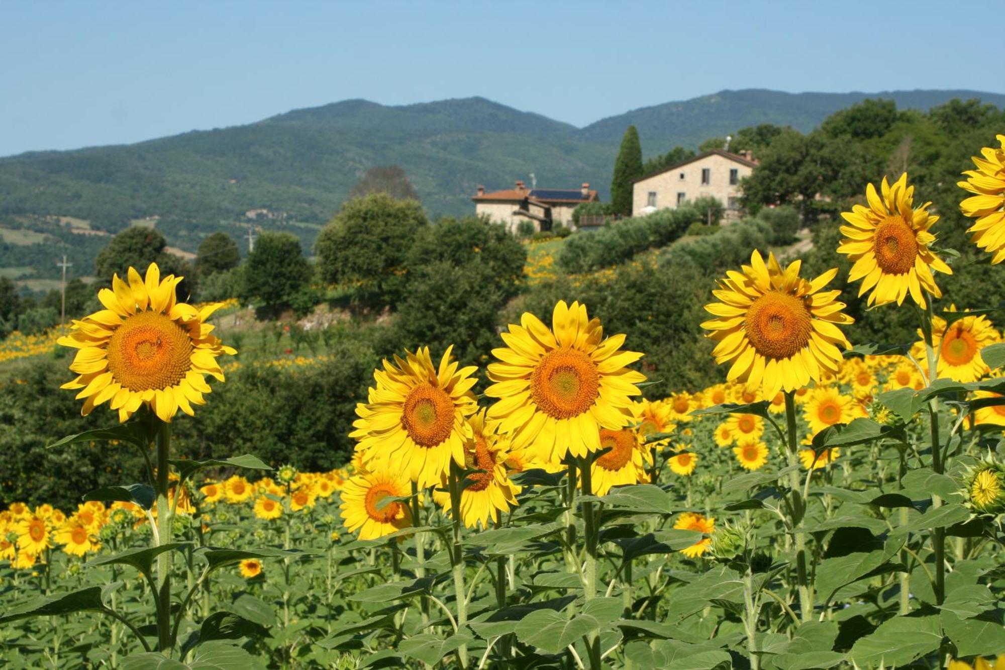 Agriturismo Le Ceregne Bio Pieve Santo Stefano Exteriör bild